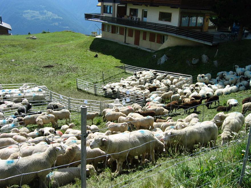 2008: Wallis, Höhenwanderung Fiescheralp - Bettmeralp